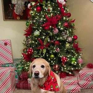 Meet your Posher, Daphne